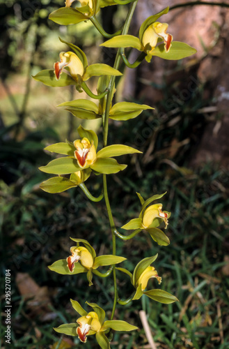 Orchidée, Cymbidium lowianum photo