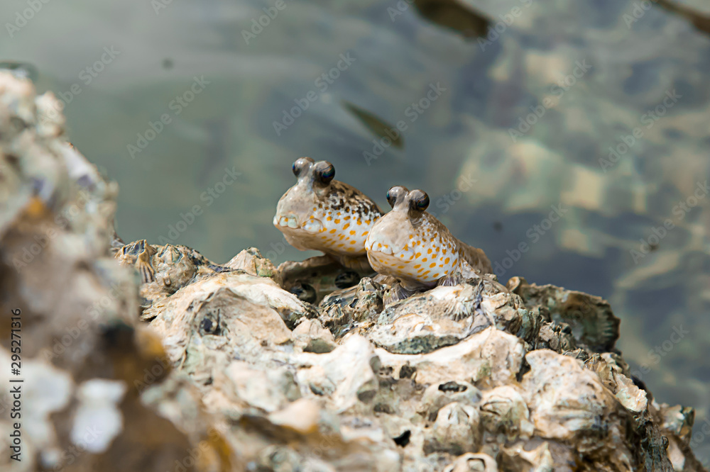 Fish climbing on a rock Fish climbing on a rock