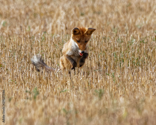 renard roux