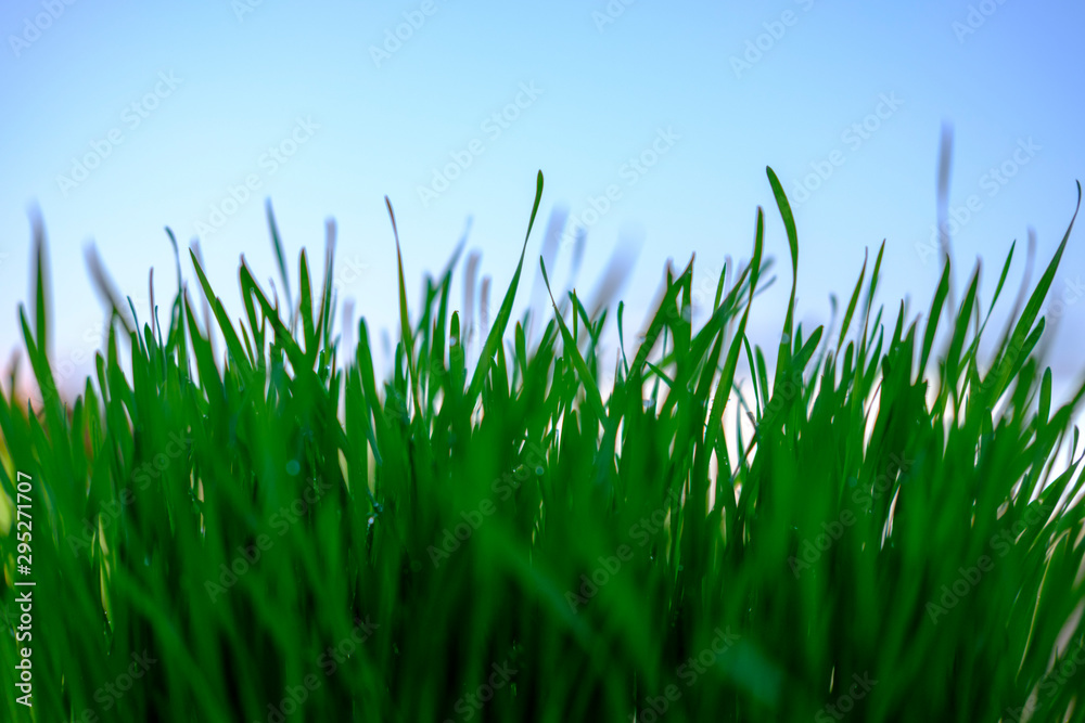 green grass and blue sky