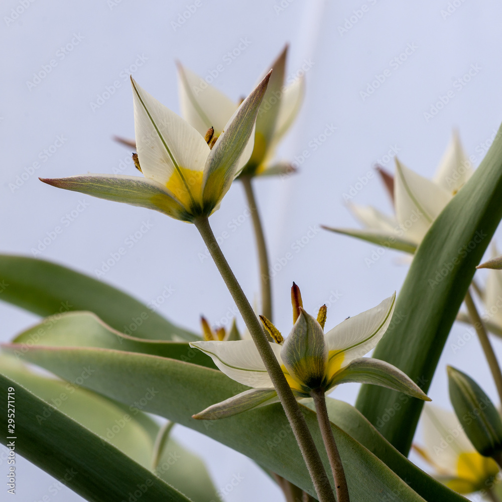 Obraz premium Historical tulip Tulipa Turkestanica