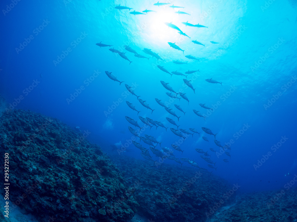 沖縄_粟国島_スキューバダイビング 沖縄_粟国島_スキューバダイビング