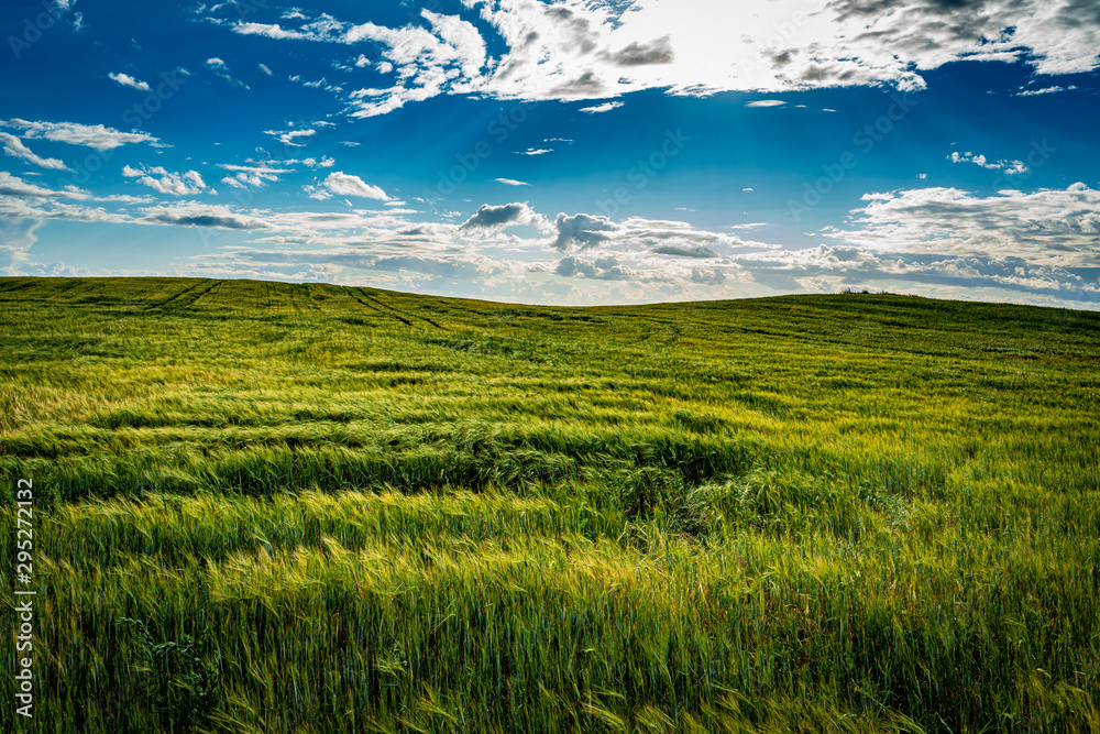 Obraz premium Green field and blue sky