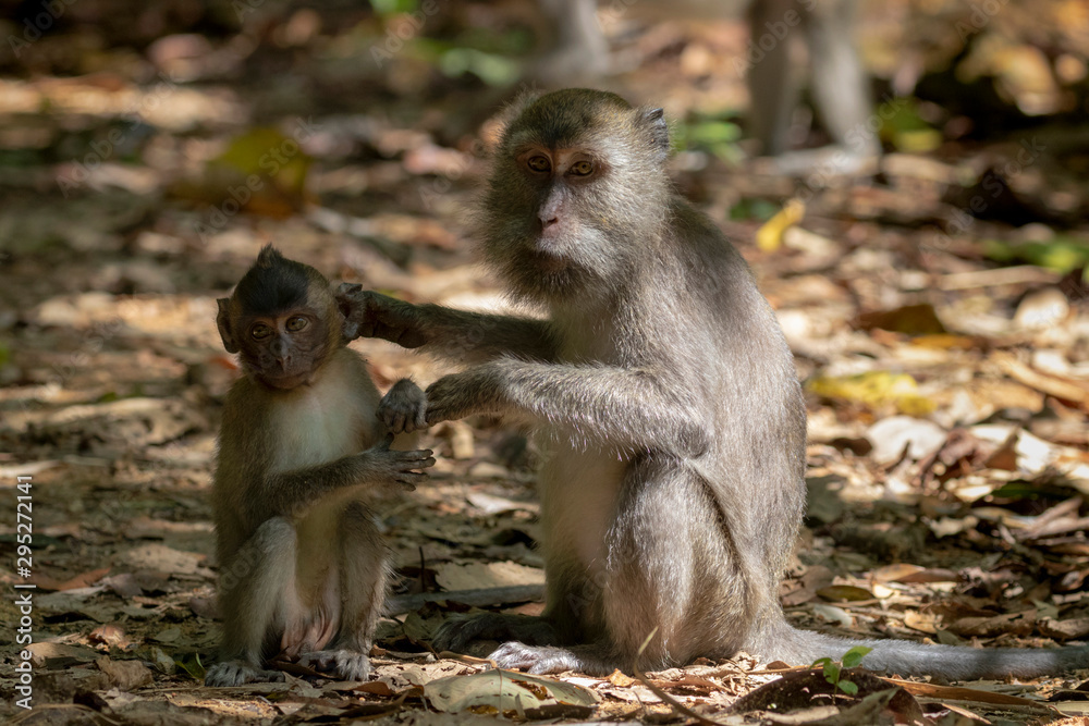 long‐tailed macaques monkeys from Khao Sok National Park, Thailand