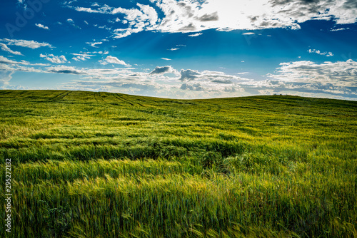 Green field and blue sky