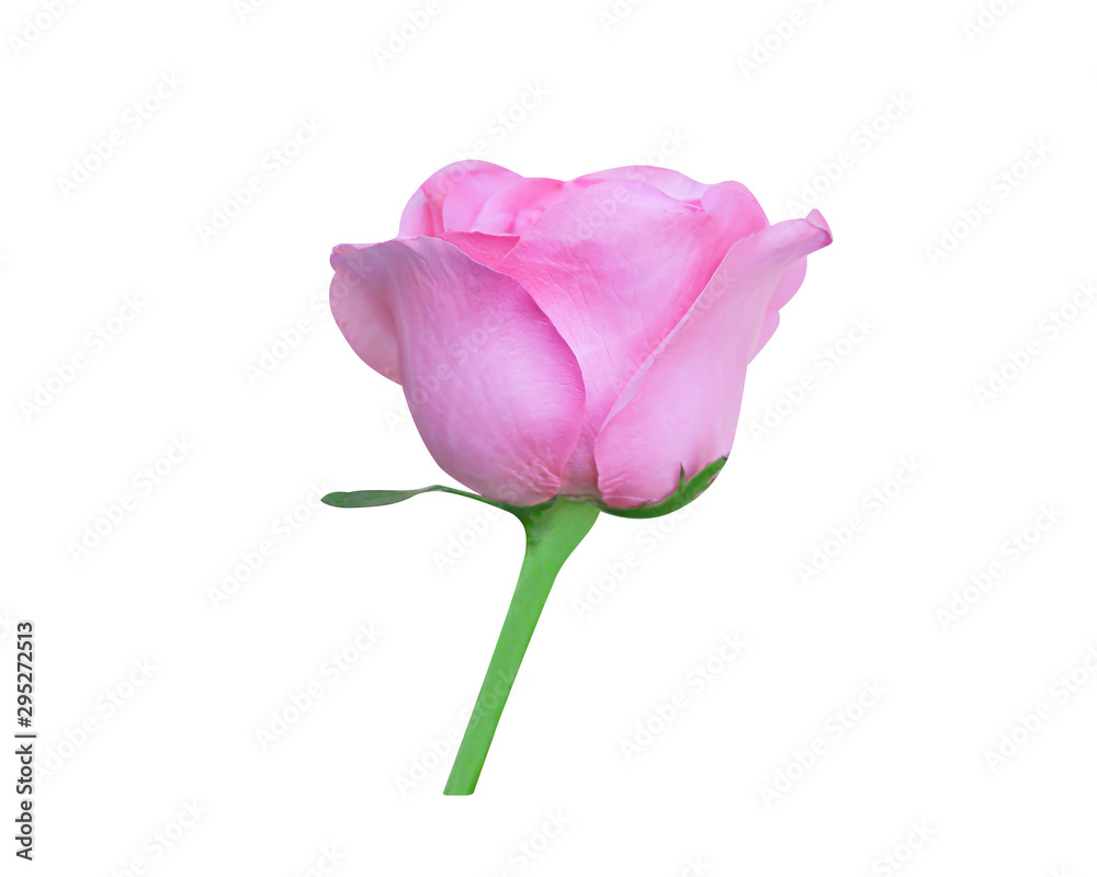 Pink rose bud sweet bright flower begin blooming in vertical with green stem  patterns isolated on white background , clipping path