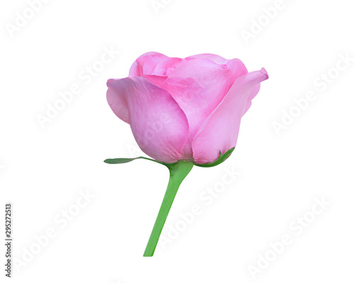 Pink rose bud sweet bright flower begin blooming in vertical with green stem patterns isolated on white background , clipping path