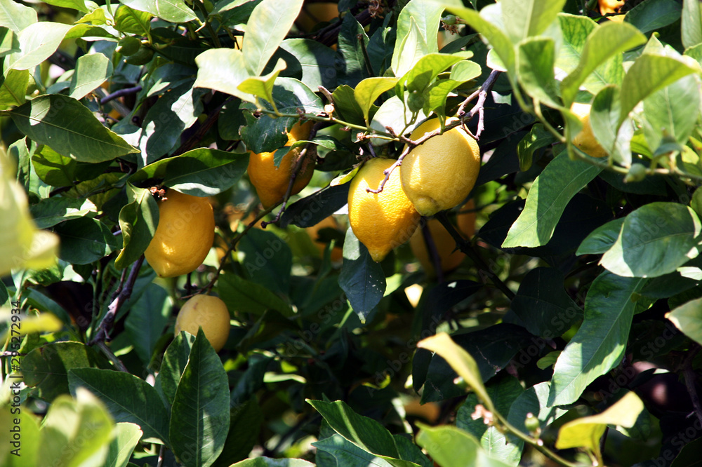 Lemon trees on the Ruta de Pedra en Seco hike (GR221), Mallorca, Spain