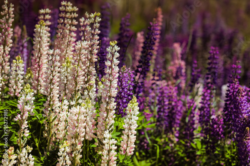 Bl  hende Lupinen in Neuseeland