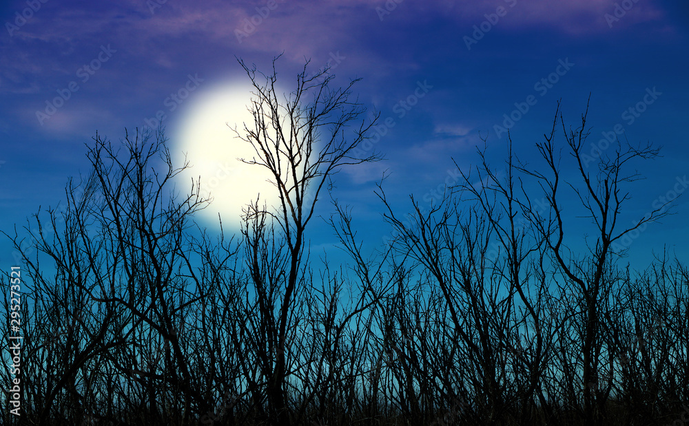 Obraz premium Silhouettes of winter dead tree branches and against Night Blue Sky the bright full moon..
