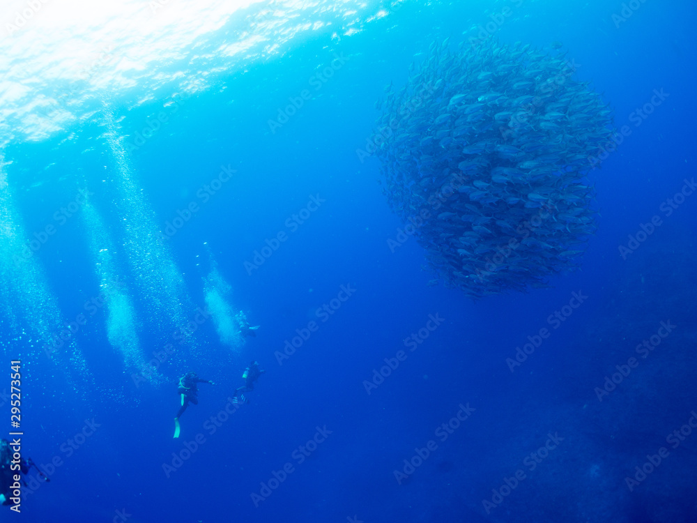 Fototapeta premium 沖縄_粟国島_スキューバダイビング