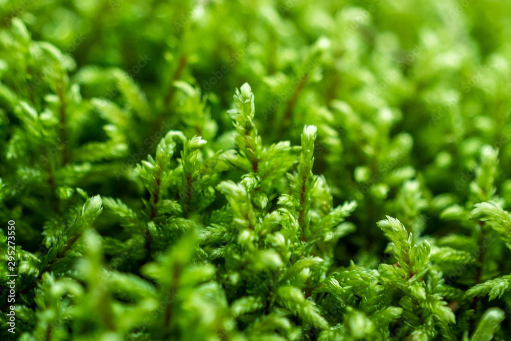 green moss texture green moss texture