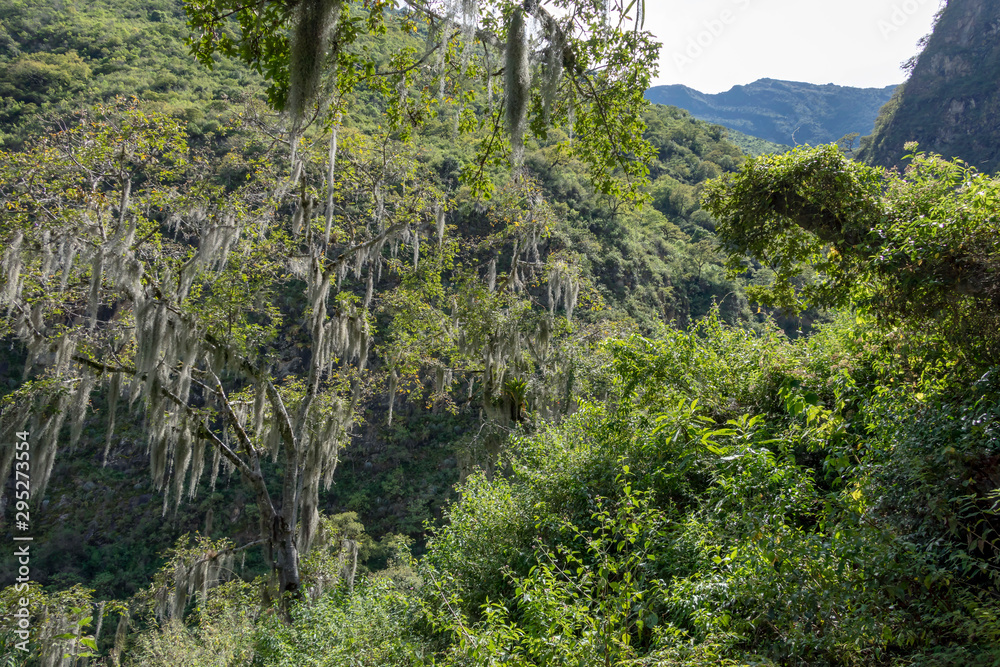 Natural background of green jungle close up with copy space. Backdrop of rainforest tree Natural background of green jungle close up with copy space. Backdrop of rainforest tree