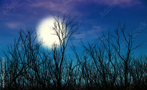 Silhouettes of winter dead tree branches and against Night Blue Sky the bright full moon..