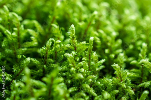 green moss texture