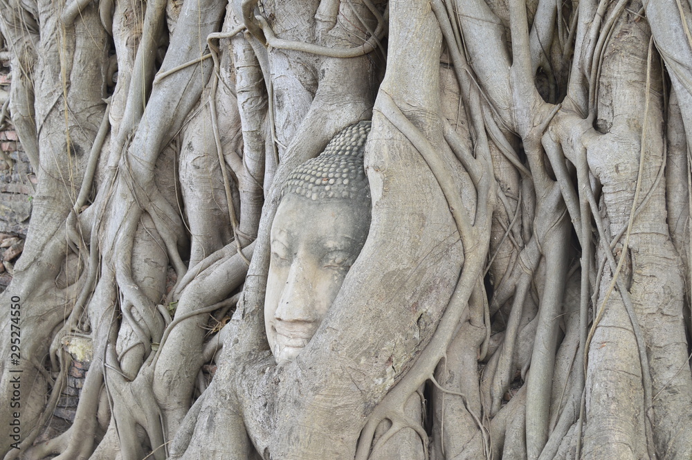Head of Buddha in a tree, Ayutthaya province Head of Buddha in a tree, Ayutthaya province