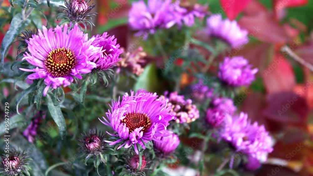 Cloese-Up Of Purple Garden Flowers In Autumn Cloese-Up Of Purple Garden Flowers In Autumn