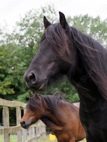 Two Rare Breed Ponies