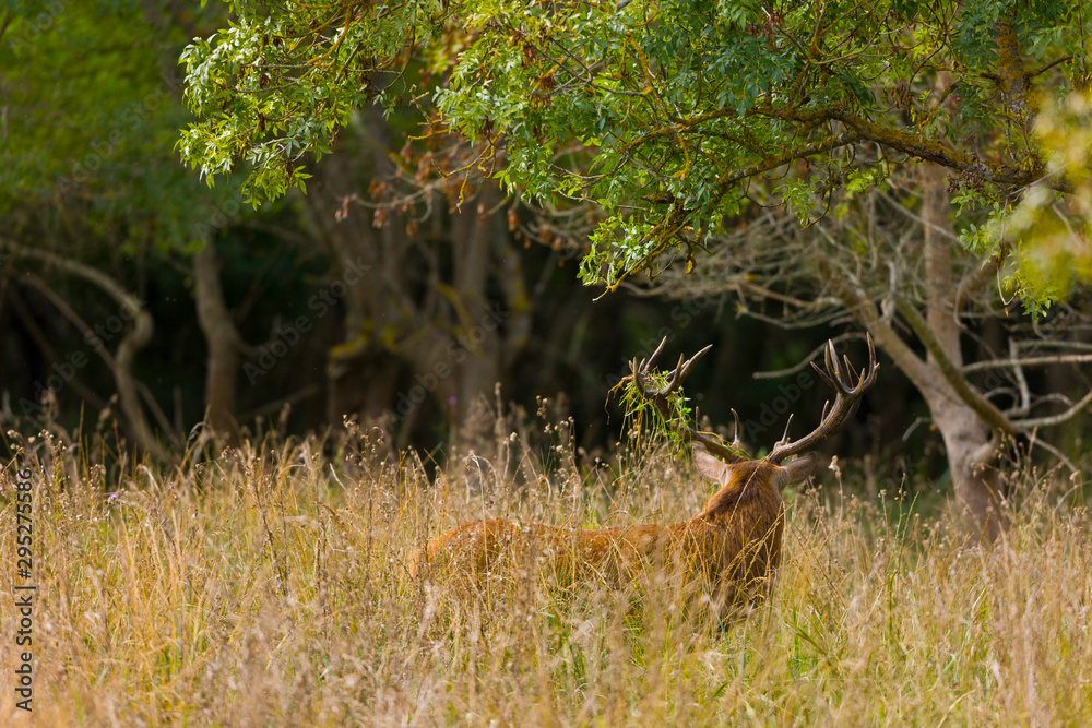 RED DEER - CIERVO COMUN (Cervus elaphus) RED DEER - CIERVO COMUN (Cervus elaphus)