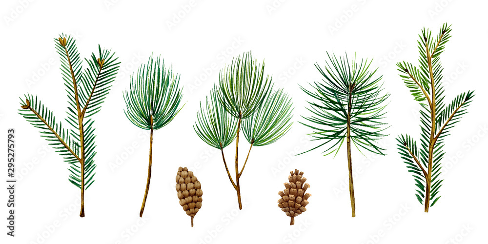 Watercolor set of individual spruce branches and cones. Illustration on ...