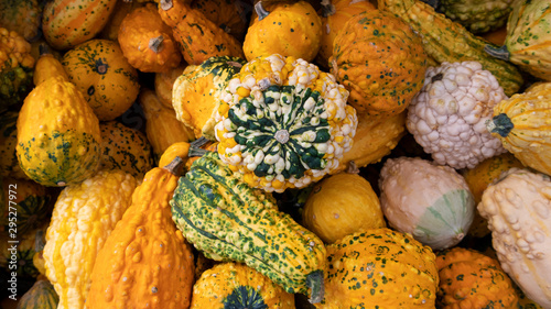 gourds and pumpkins