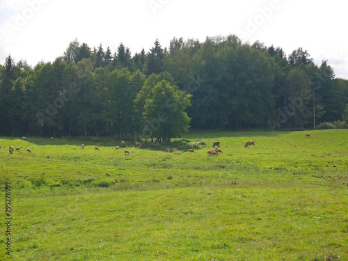 cows in a field landscape
