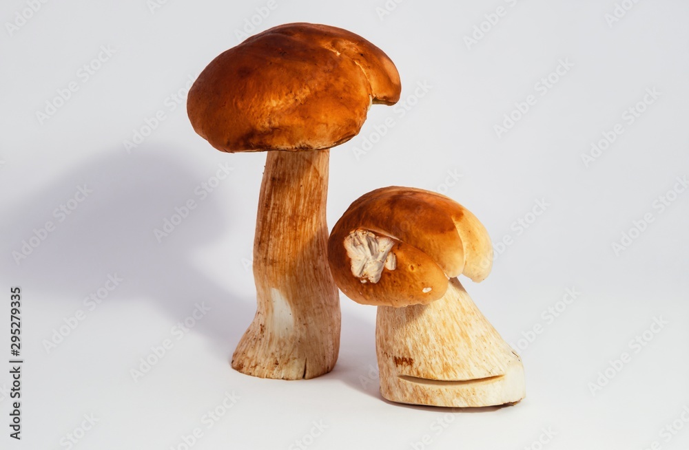 Boletus edulis isolated on white background close up food gourmet nature health Boletus edulis isolated on white background close up food gourmet nature health