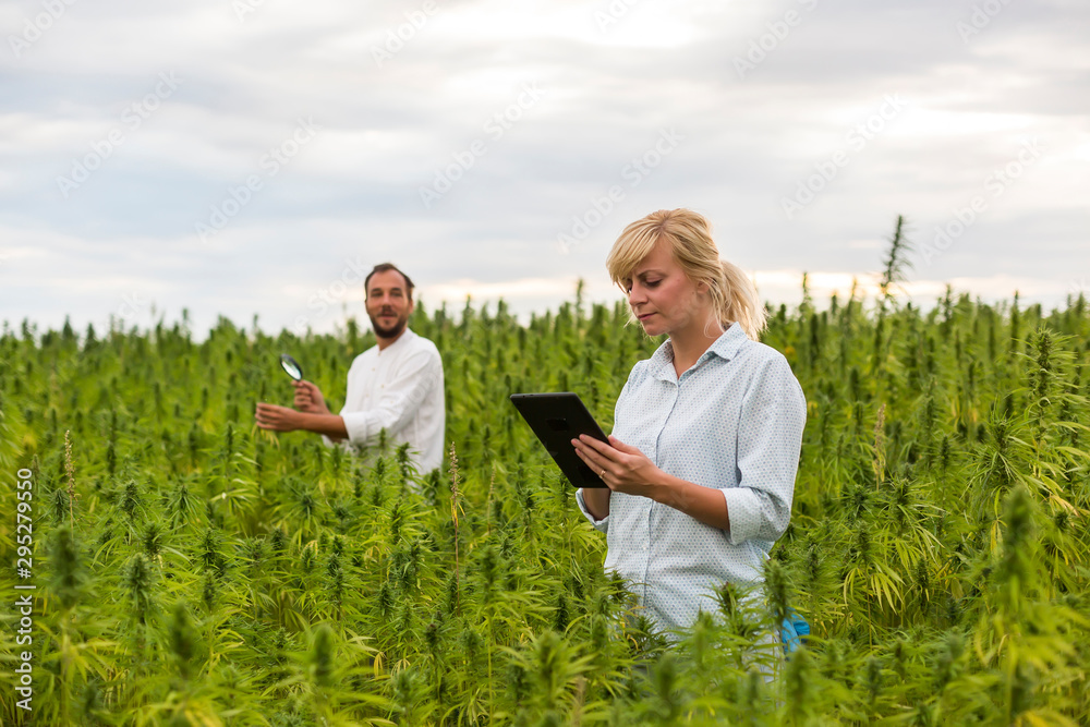 Two people observing CBD hemp plants on marijuana field with magnifying glass, and taking notes in tablet Two people observing CBD hemp plants on marijuana field with magnifying glass, and taking notes in tablet