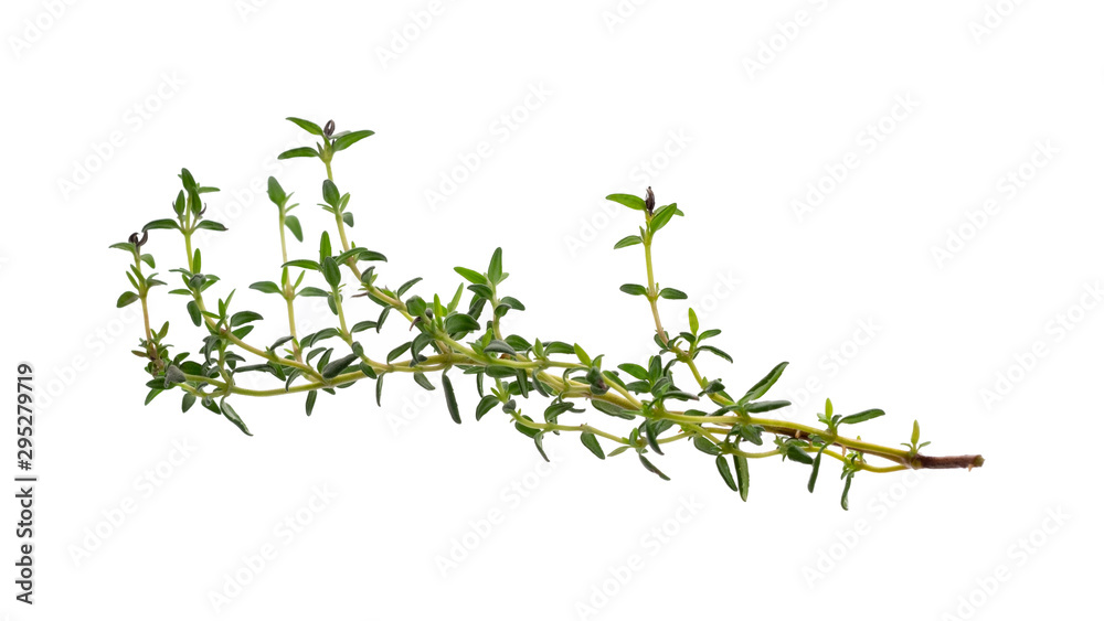 Fresh thyme leave isolated on white Fresh thyme leave isolated on white