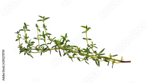 Fresh thyme leave isolated on white