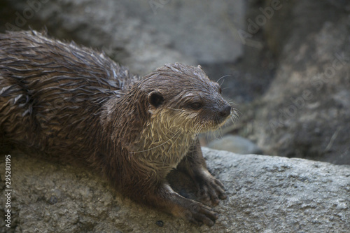 a brown otter looking around at the coast カワウソ 