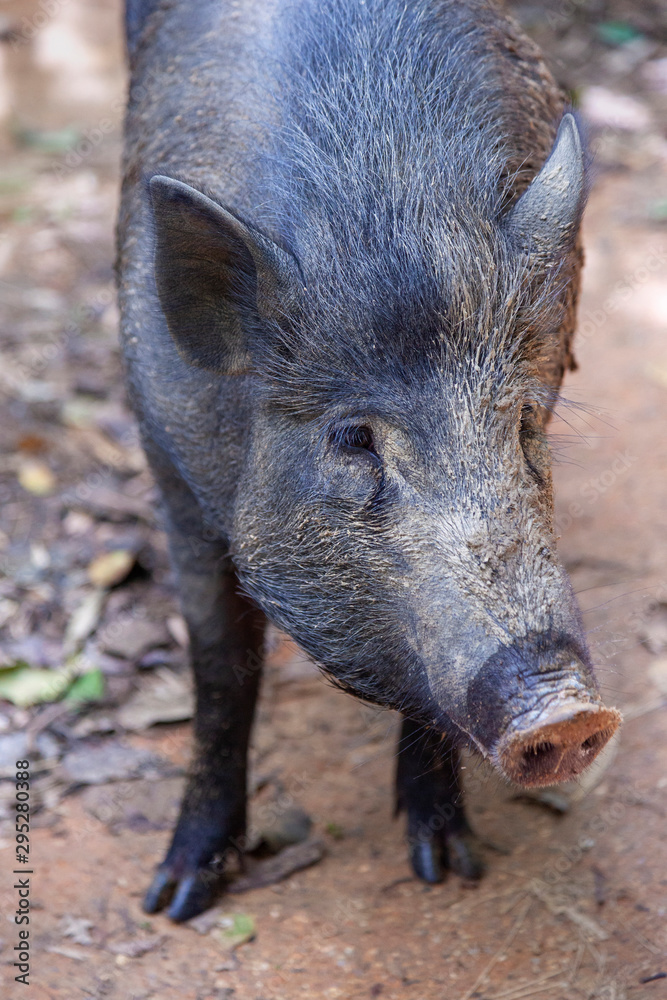Wild boar from Khao Sok National Park, Thailand Wild boar from Khao Sok National Park, Thailand