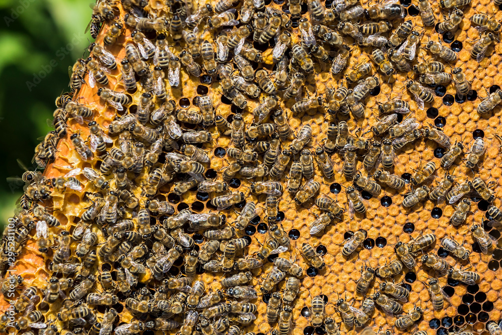 The bee hive is shot close-up in the summer on an apiary The bee hive is shot close-up in the summer on an apiary