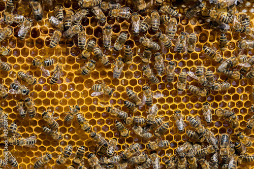 The bee hive is shot close-up in the summer on an apiary 