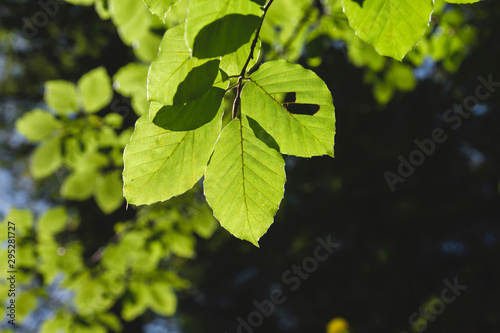 Detail of beech tree green leaves