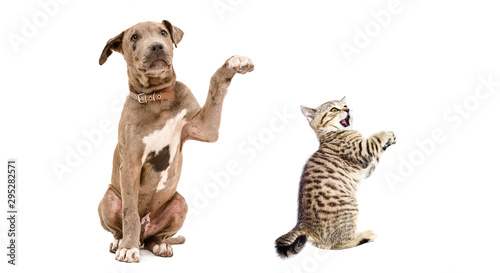 Playful Pit bull puppy and a funny kitten Scottish Straight isolated on white background