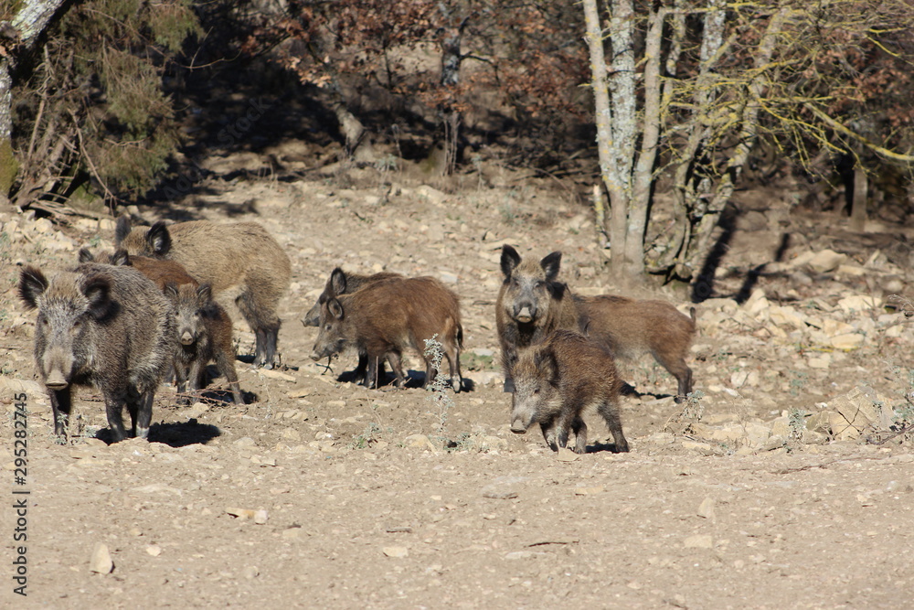 Fototapeta premium Wild boar