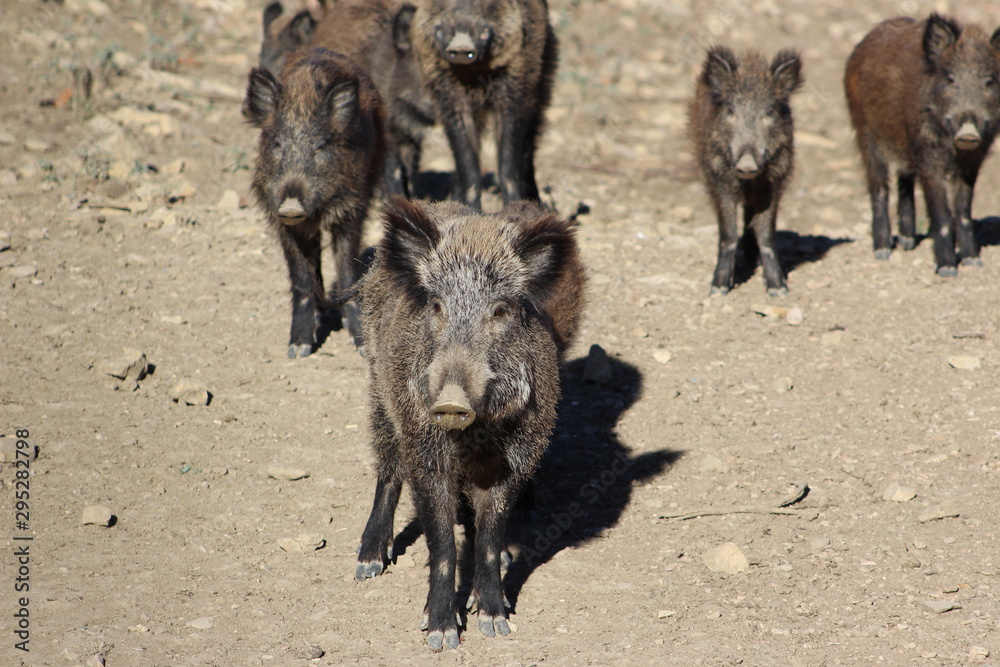 Fototapeta premium Wild boar