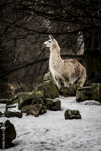 Fototapeta Naklejka Na Ścianę i Meble -  Lama
