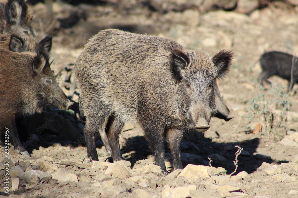 Wild boar Wild boar