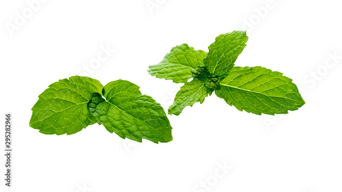 Mint leaves isolated on white