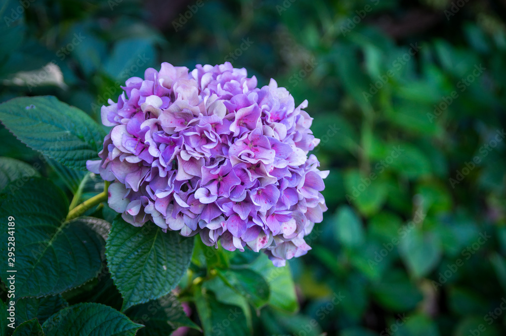 Detail of blooming hortensia hydrangea flower Detail of blooming hortensia hydrangea flower