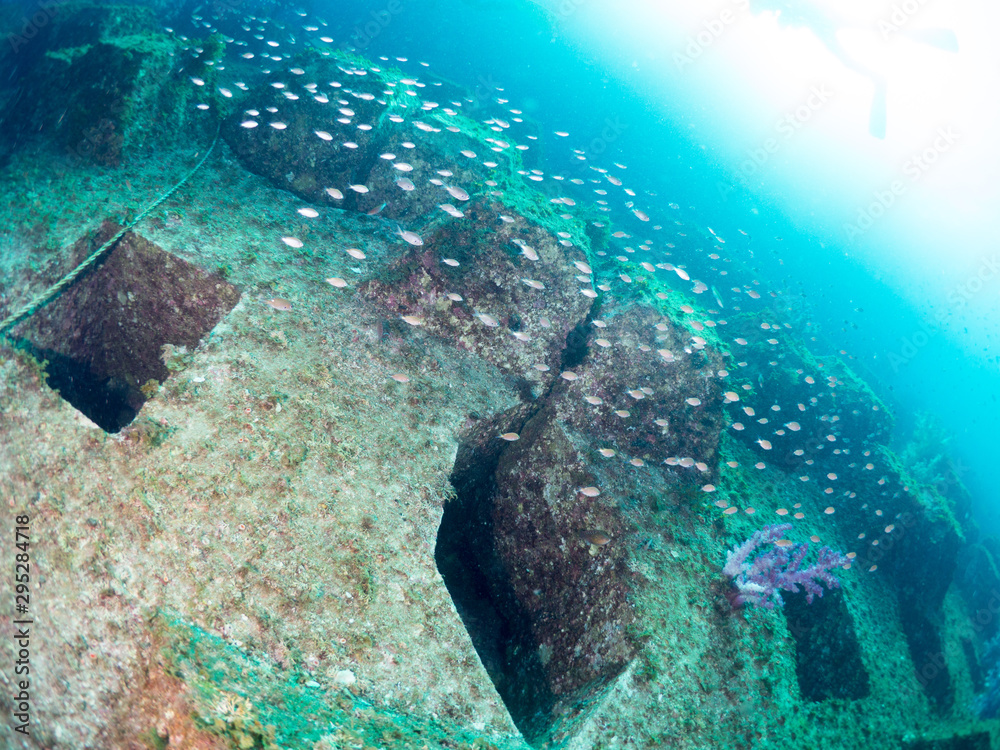 Fototapeta premium 世界遺産_沖ノ島_スキューバダイビング