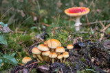 Pilze im Wald suchen