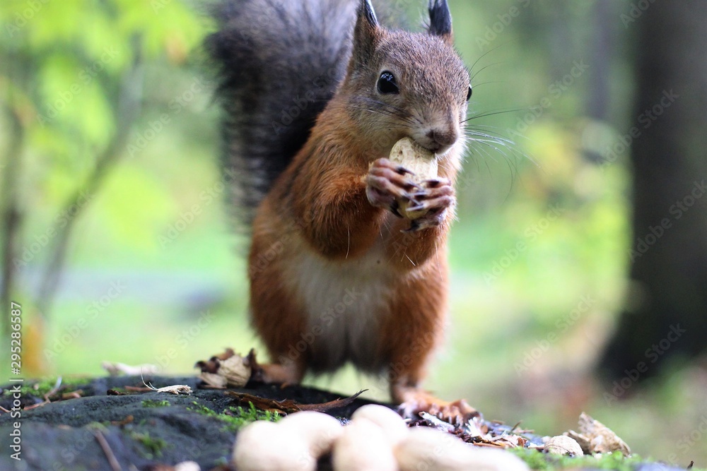 Fototapeta premium squirrels in the forest