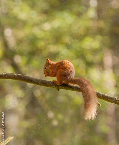 red squirrel eating on a branch background © dcookd
