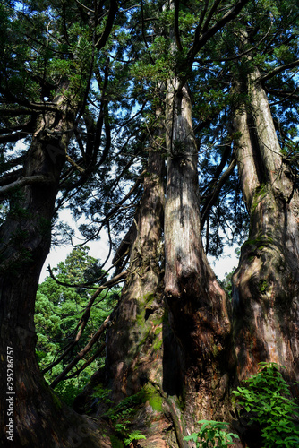 大佐渡石天然杉を歩く。4本の杉は四天王と名付けられた。 © ZUN
