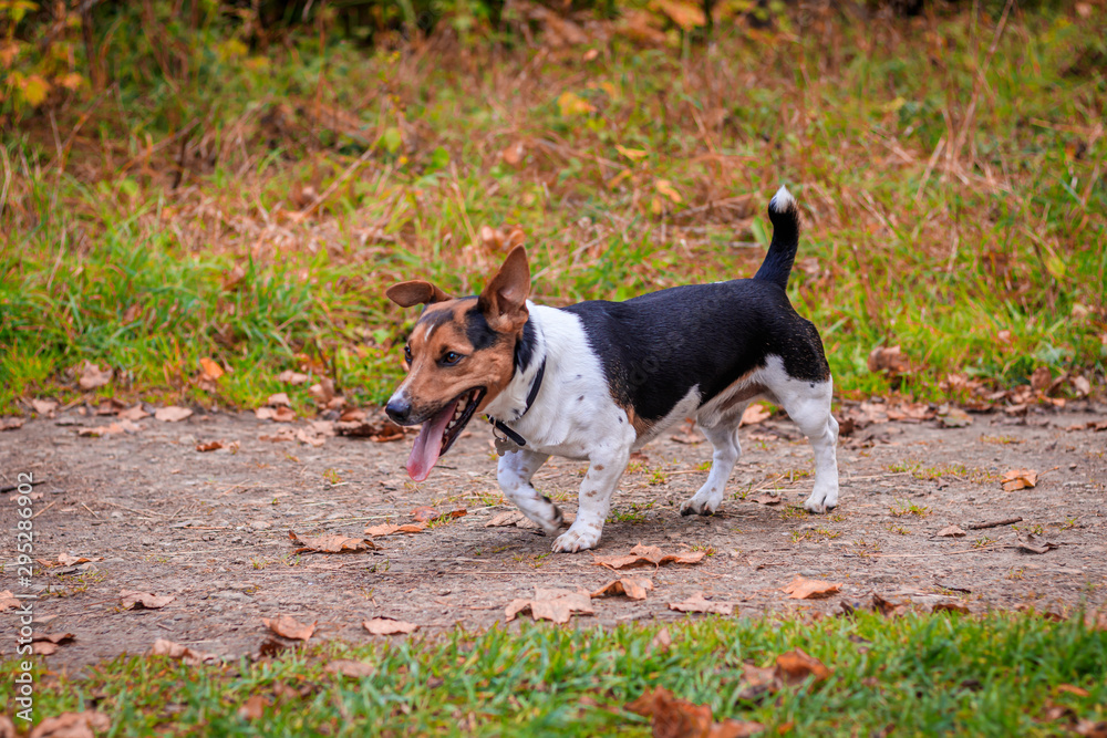 Dog Jack Russell Terrier for a walk in the park. Home pet. Dog walking in the park. Autumn Park. Dog Jack Russell Terrier for a walk in the park. Home pet. Dog walking in the park. Autumn Park.