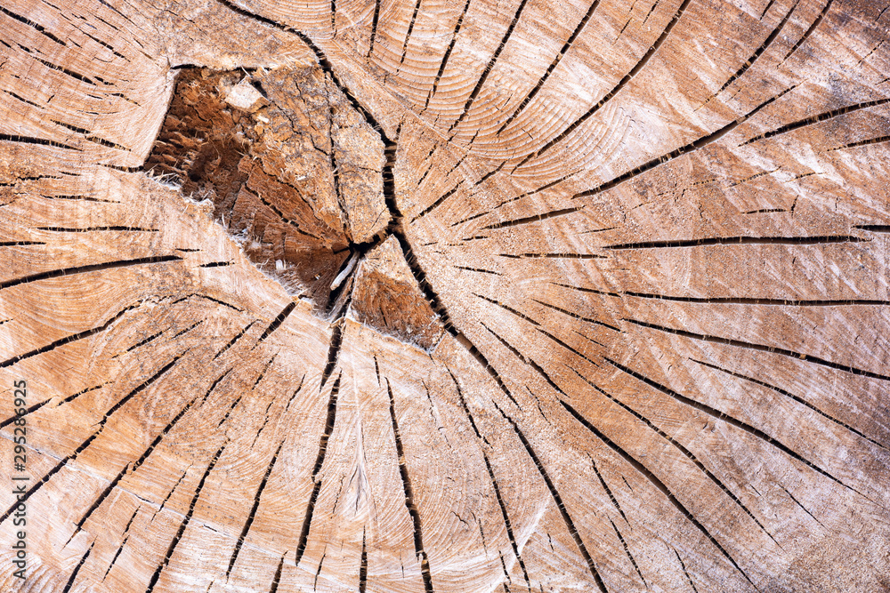 Ein abgesägter Baumstamm mit Maserung und Jahresringen als Hintergrund
