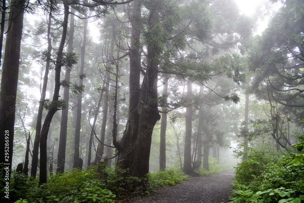 幻想的な霧に包まれた大佐渡石名天然杉 幻想的な霧に包まれた大佐渡石名天然杉